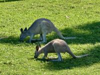 18. Tag: Tagesausflug auf die Daydream Island – Wallabys am Resort