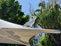 18. Tag: Tagesausflug auf die Daydream Island – Gelbwangenkakadu am Resort