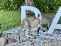 18. Tag: Tagesausflug auf die Daydream Island – Wallabys am Resort