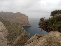 Felsen, Pfalnzen und Meer - Mallorca