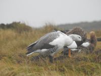 Falklandinseln - Stanley - Yorke Bay