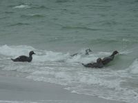 Falklandinseln - Stanley - Yorke Bay