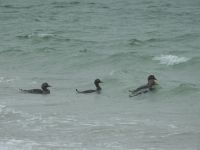 Falklandinseln - Stanley - Yorke Bay