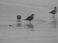 Falklandinseln - Stanley - Yorke Bay