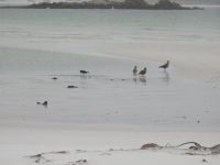 Falklandinseln - Stanley - Yorke Bay