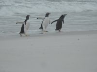 Falklandinseln - Stanley - Yorke Bay