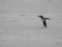 Falklandinseln - Stanley - Yorke Bay