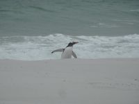 Falklandinseln - Stanley - Yorke Bay