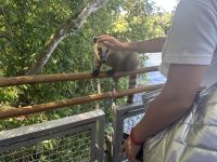 Bitte nicht nachmachen - Nasenbären beißen