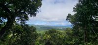 222  Blick in den Regenwald