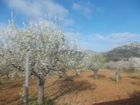 DSCN9735.JPG   Mandelblüte