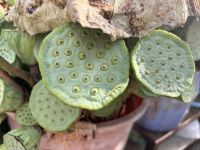Blumenmarkt, Ho Chi Minh Stadt