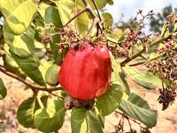 Srok Cheung Prey, Cashewkern 