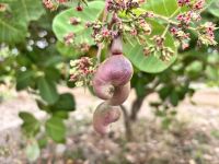 Cashewkern