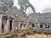 Siem Reap, Ta Prohm Tempel