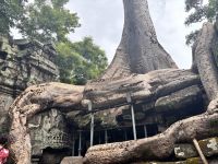 Siem Reap, Ta Prohm Tempel