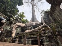 Siem Reap, Ta Prohm Tempel