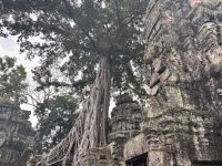 Siem Reap, Ta Prohm Tempel