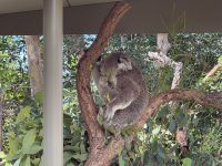 21. Tag: Wildlife Retreat im Taronga Zoo in Sydney – Koalas im Taronga Zoo