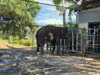 21. Tag: Wildlife Retreat im Taronga Zoo in Sydney – Elefant im Taronga Zoo