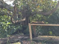 21. Tag: Wildlife Retreat im Taronga Zoo in Sydney – Sumatra-Tiger im Taronga Zoo