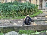 21. Tag: Wildlife Retreat im Taronga Zoo in Sydney – Gorilla im Taronga Zoo