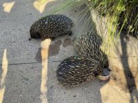 21. Tag: Wildlife Retreat im Taronga Zoo in Sydney – Echidnas im Wildlife Retreat