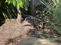 21. Tag: Wildlife Retreat im Taronga Zoo in Sydney – Wallaby im Wildlife Retreat