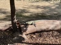 21. Tag: Wildlife Retreat im Taronga Zoo in Sydney – Wasserdrache im Wildlife Retreat