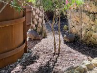 21. Tag: Wildlife Retreat im Taronga Zoo in Sydney – Wallabys im Wildlife Retreat