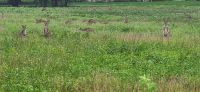 278 eine Wiese voller Wallabys