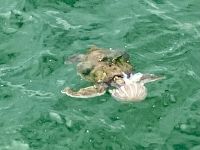 Vom Muelle Vergara aus gesehen