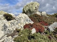 Beeren fuer Konfituere 