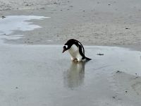 Ich bin aber schoen !