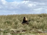  UUps, die Seeloewen raekeln sich im hohen Grass