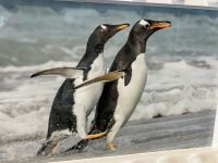 Falkland Insel ist Pinguin Land galore