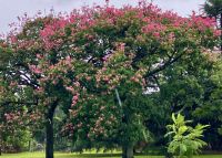 Rosa Jacaranda Baeume