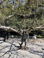 Der getragene Gummibaum