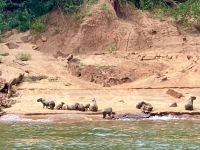 Ganze Familien von XXSchweinchen 