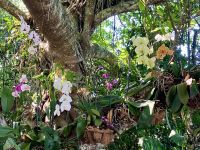 Orchideen Paradies
