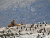 Seelöwen im Beaglekanal