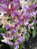 Orchideengarten Singapur