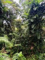 Regenwald Kuranda