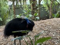 Helmkasuar im Featherdale Wildlife Park
