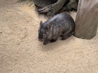 Wombat im Featherdale Wildlife Park