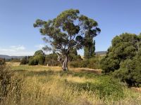 Tasmanien