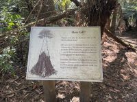 Wanderung im Mt. Field Nationalpark, Tasmanien