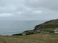 Otago Halbinsel, Dunedin, Neuseeland