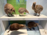 Kiwis im Te Papa Tongarewa Museum Wellington, Neuseeland