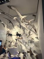 Te Papa Tongarewa Museum Wellington, Neuseeland